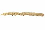 Mosasaur Jaw Section with Twelve Teeth - Morocco #189998-10